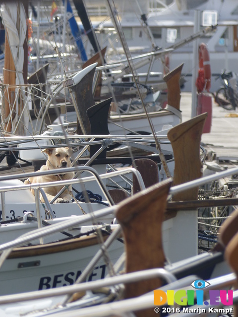 FZ028313 Dog on traditional boat